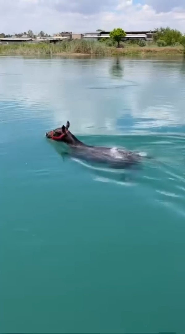 firat nehrinde yuzen ati gorenler gozlerine inanamadi 0 BmhP9svu