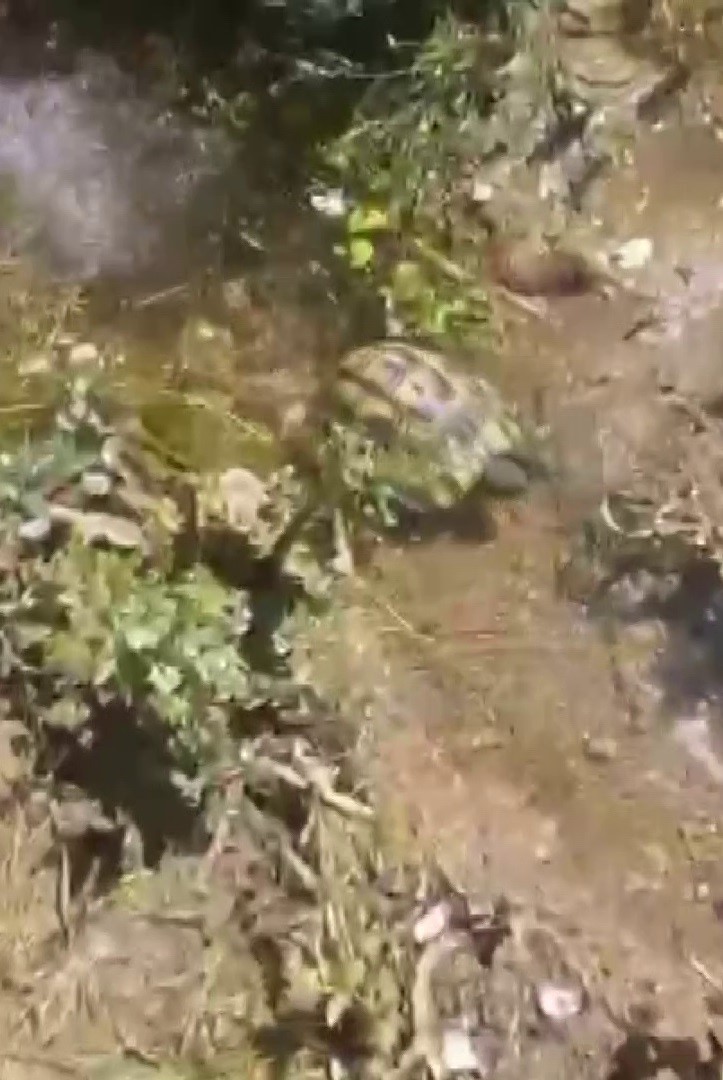 fistigim diye sevdigi kaplumbagayi olumden kurtardi 1 8pH5DSvp