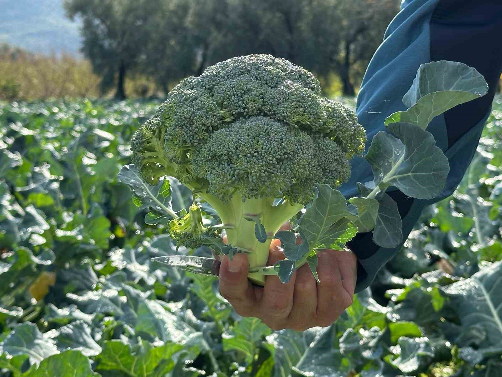 fiyati tarlada 10 liraya inen brokoli pazarda 70 liraya satiliyor 3 hk8YiE73