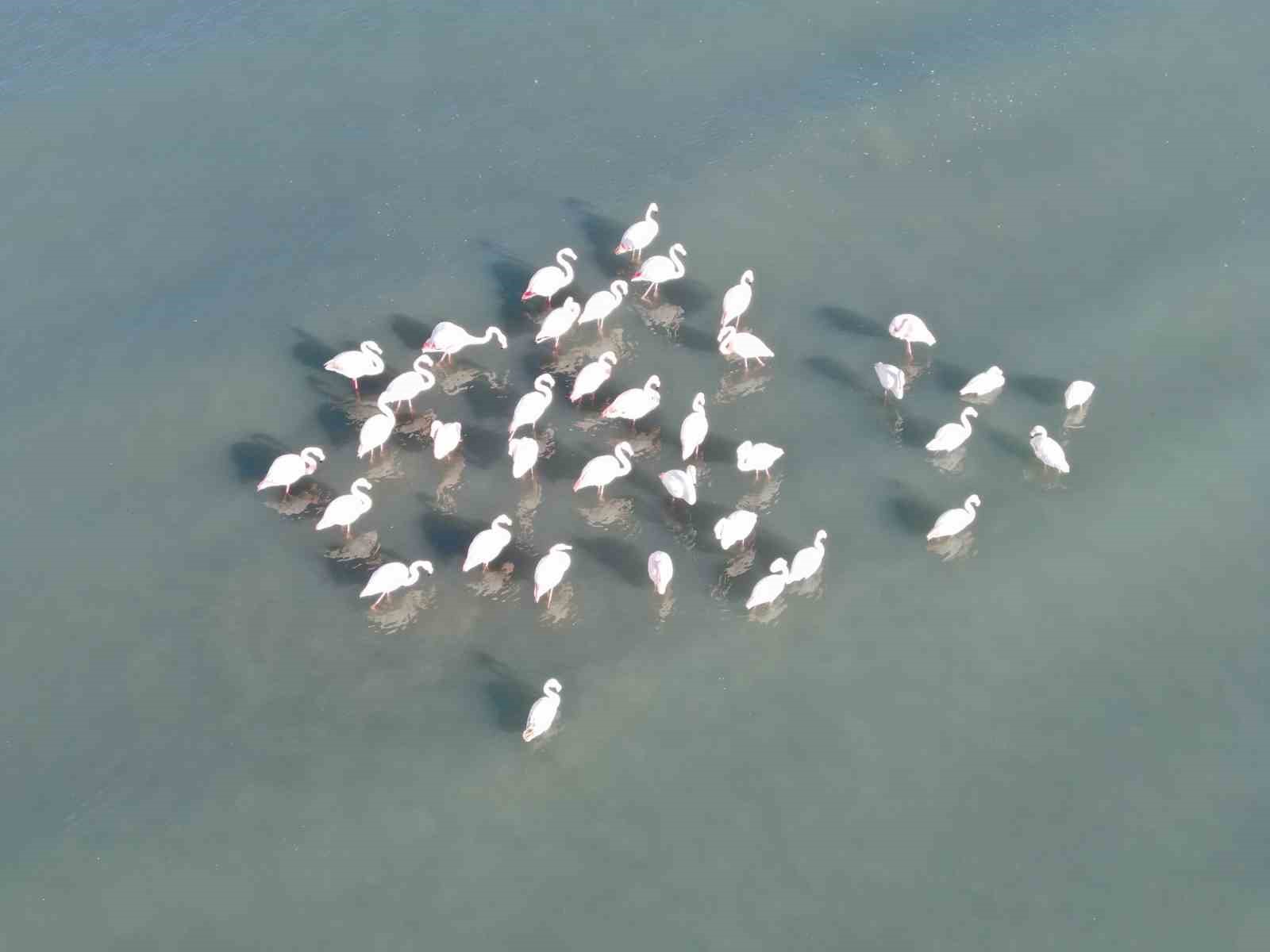 flamingolar bu yil da vandan goc etmedi 0
