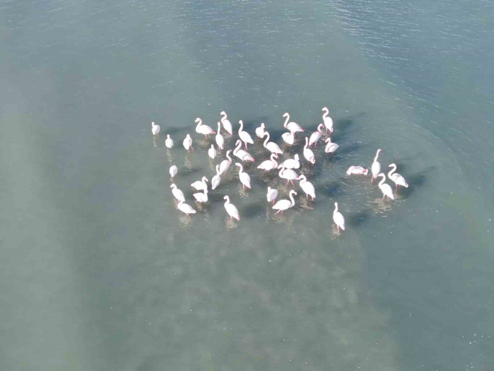 flamingolar bu yil da vandan goc etmedi 1 zYZ2fKwc