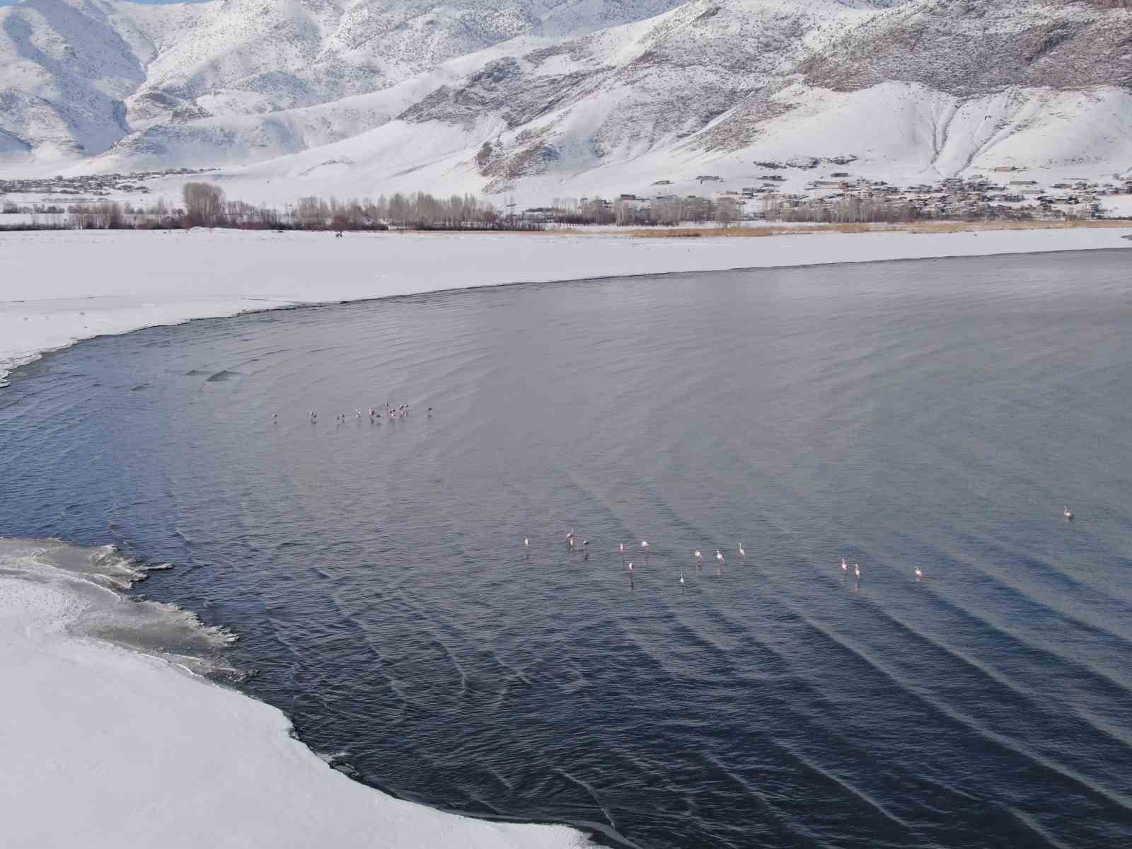 flamingolar bu yil da vandan goc etmedi 2