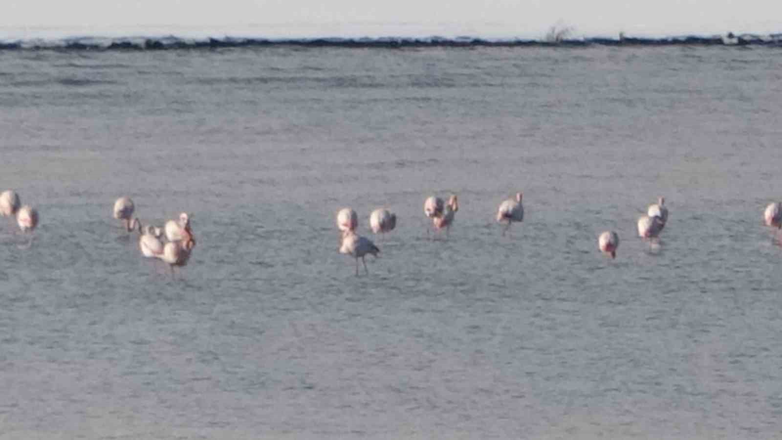 flamingolar bu yil da vandan goc etmedi 3 QdIVdTvg