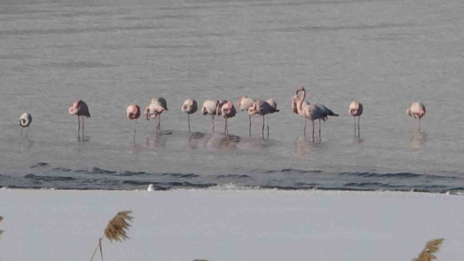 flamingolar bu yil da vandan goc etmedi 4 ucvYVJOf
