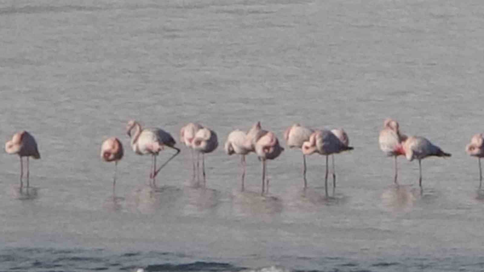 flamingolar bu yil da vandan goc etmedi 5 IE6igVWi