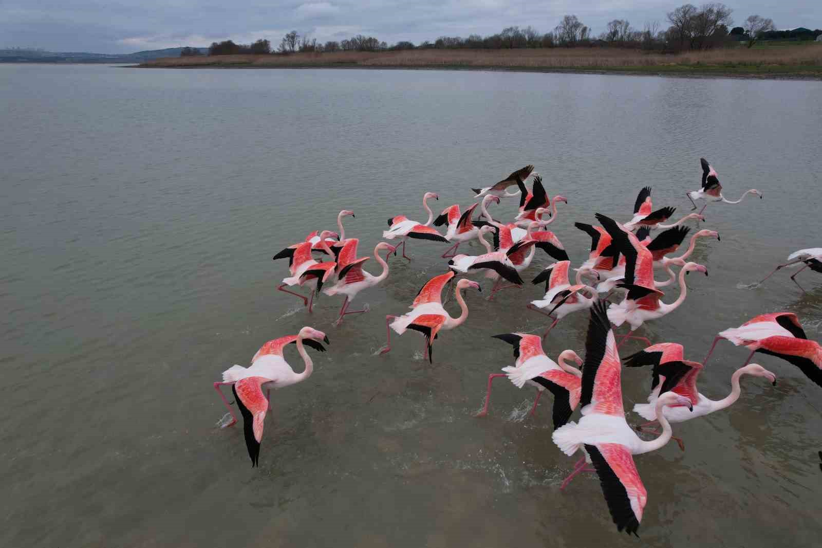 flamingolar buyukcekmece golunde goruntulendi 2 6AbIcYr2