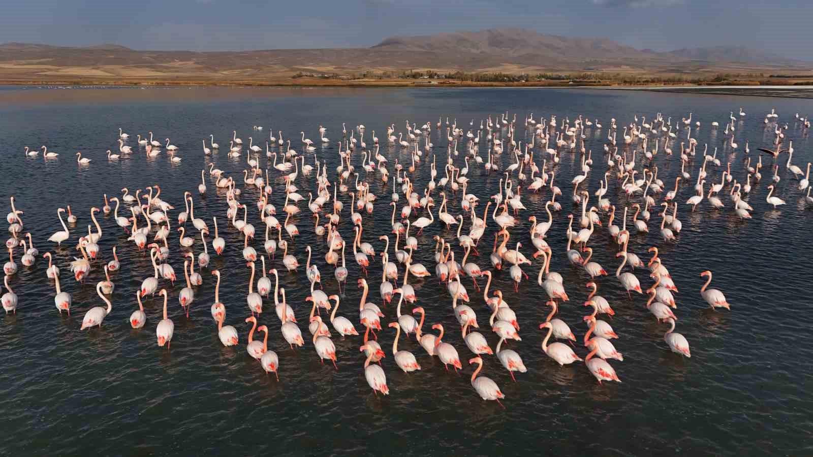 flamingolar ercek golundeki konaklama suresini uzatti 1 fyPYkvWJ