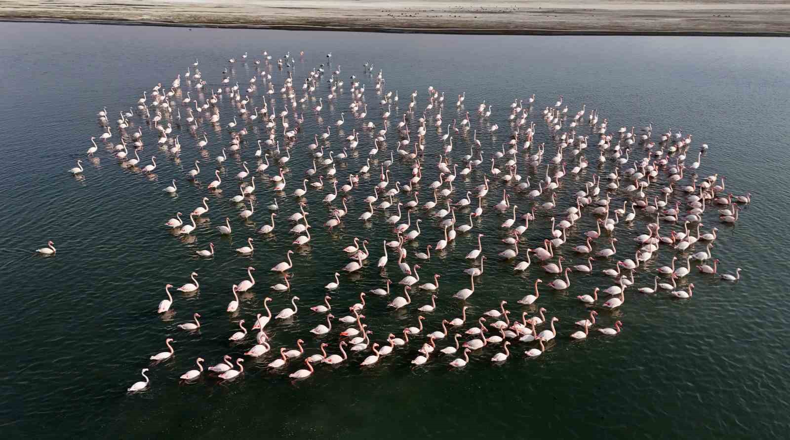 flamingolar ercek golundeki konaklama suresini uzatti 2 GsnRiS9W