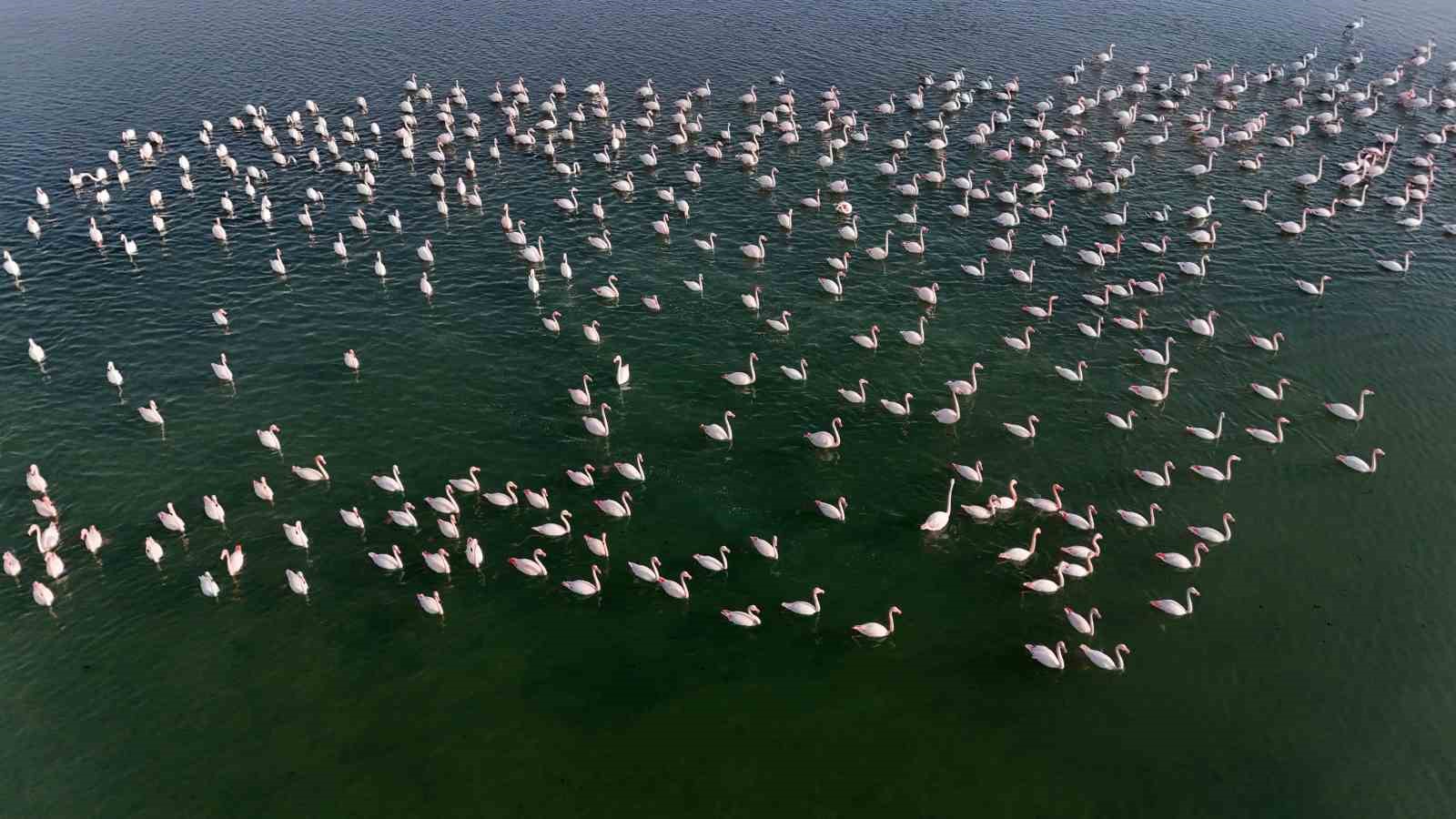 flamingolar ercek golundeki konaklama suresini uzatti 3 vp4wLSKN
