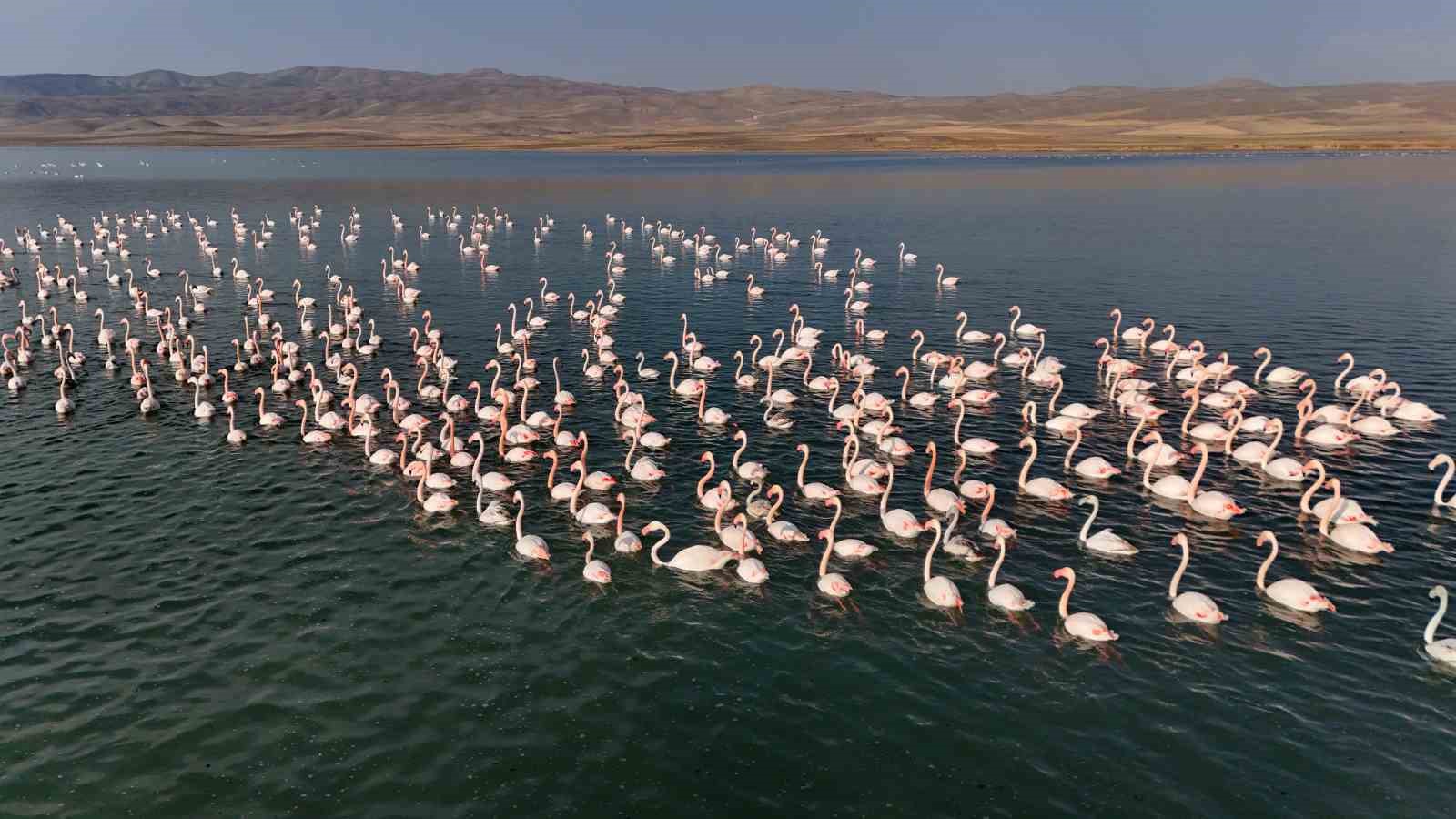 flamingolar ercek golundeki konaklama suresini uzatti 4 lYaasbOI