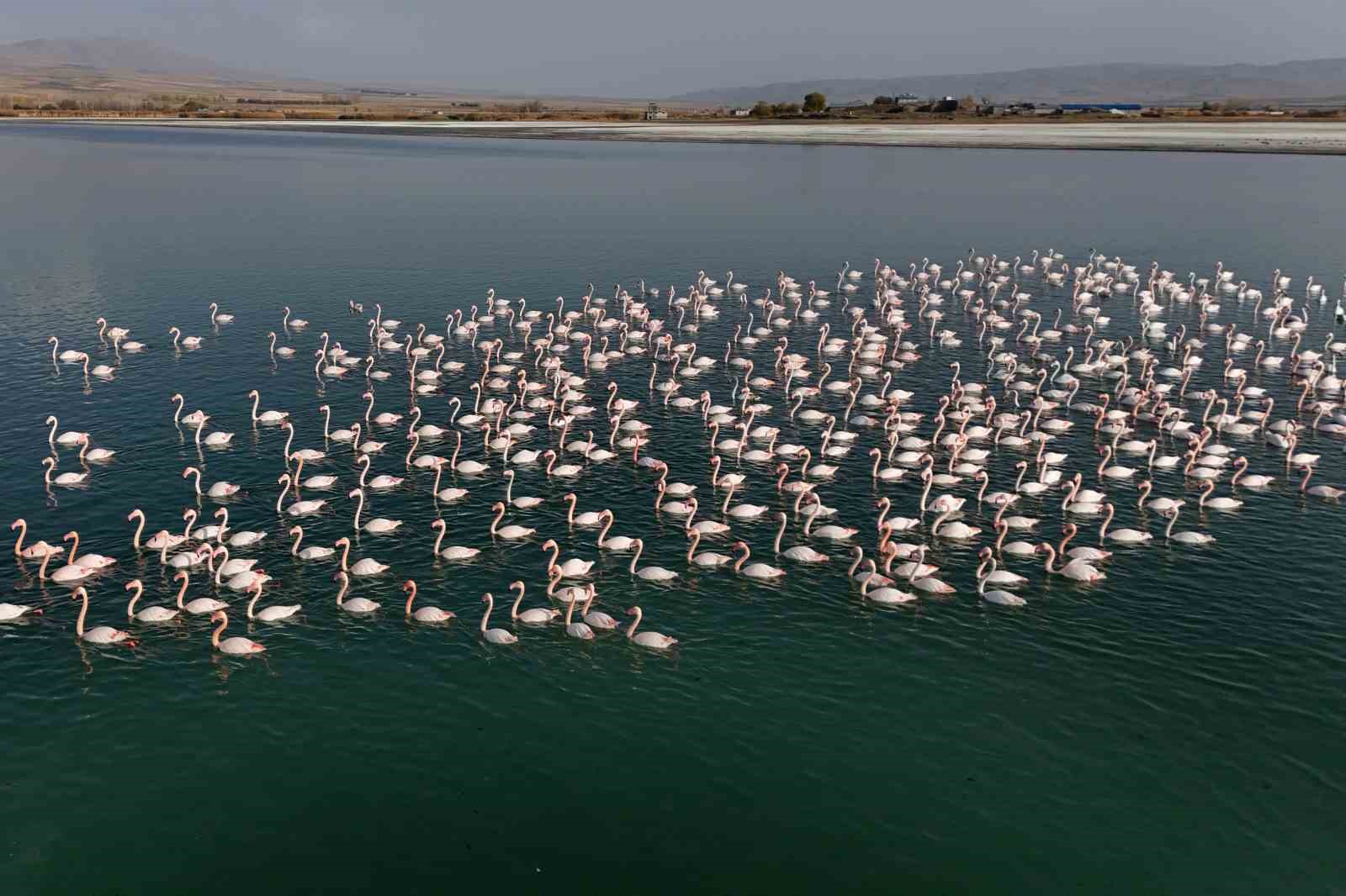 flamingolar ercek golundeki konaklama suresini uzatti 5