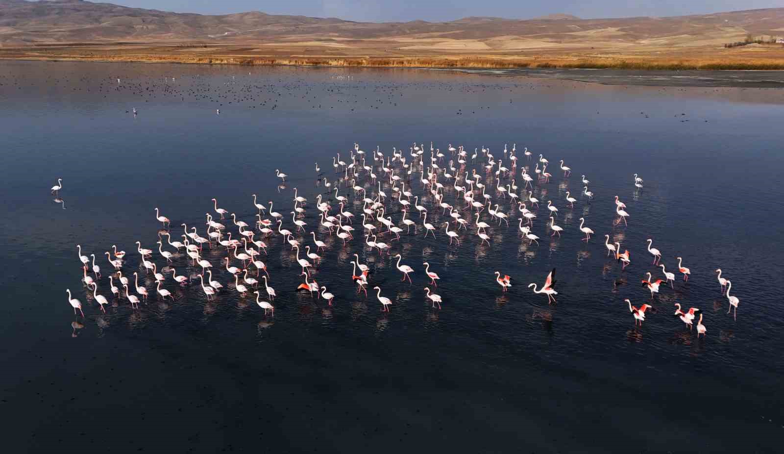 flamingolar ercek golundeki konaklama suresini uzatti 6 EeMNBjyX