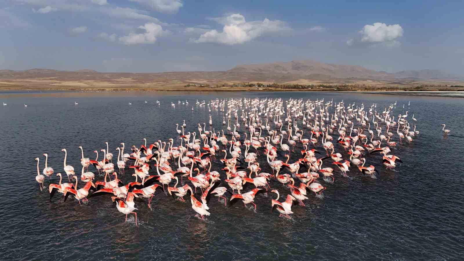 flamingolar ercek golundeki konaklama suresini uzatti 7 L3KXF67w