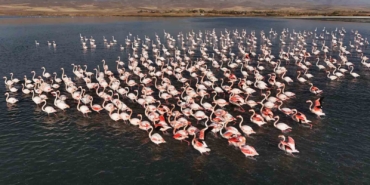 flamingolar-ercek-golundeki-konaklama-suresini-uzatti-Oddyxjjr.jpg