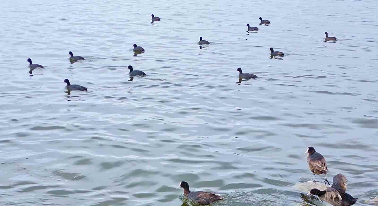flamingolar van golu havzasina geri dondu 4