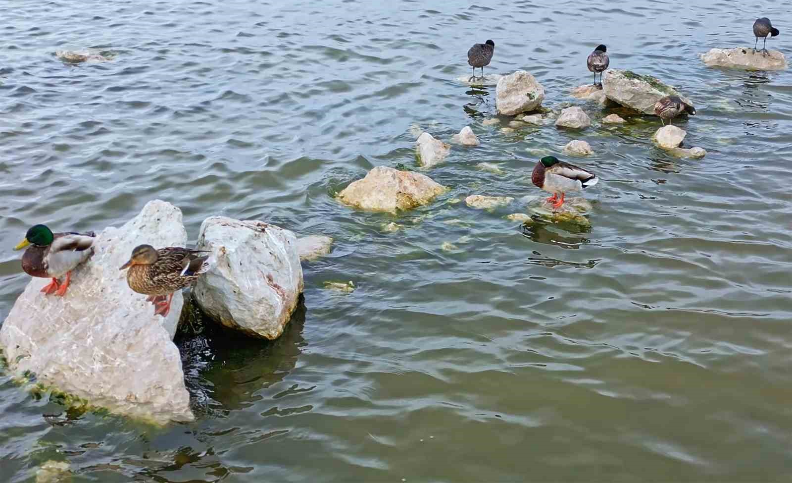 flamingolar van golu havzasina geri dondu 5 qZKvKCmq