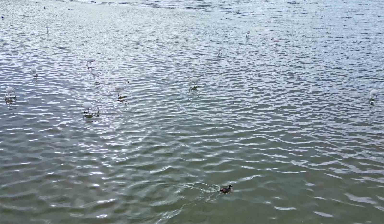 flamingolar van golu havzasina geri dondu 7 sJkuiNG2
