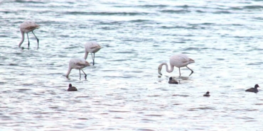 flamingolar-van-golu-havzasina-geri-dondu-NLsdiHrK.jpg