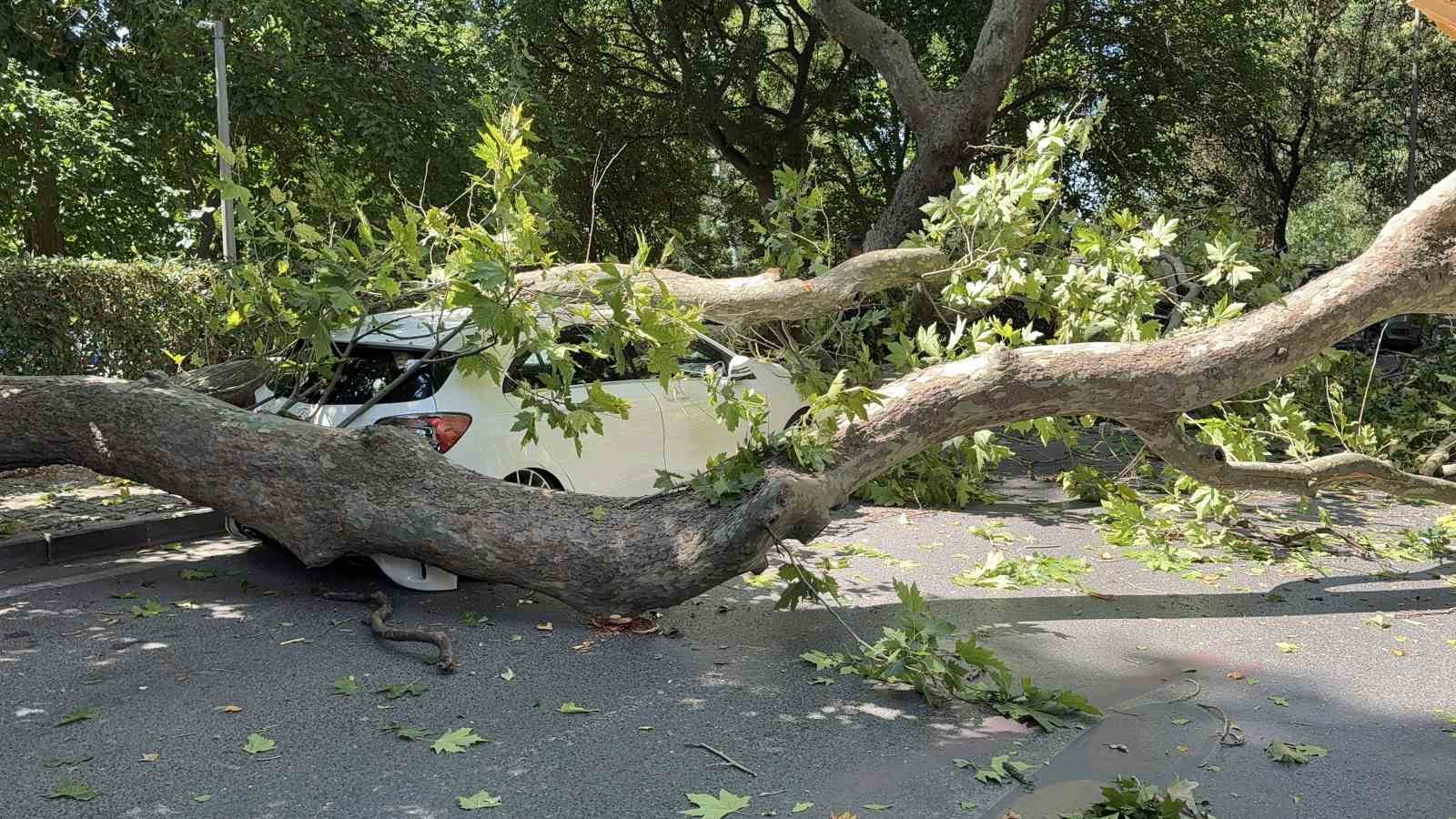 floryada asirlik cinar aracin uzerine devrildi yol trafige kapandi 0 RaXwfOgL
