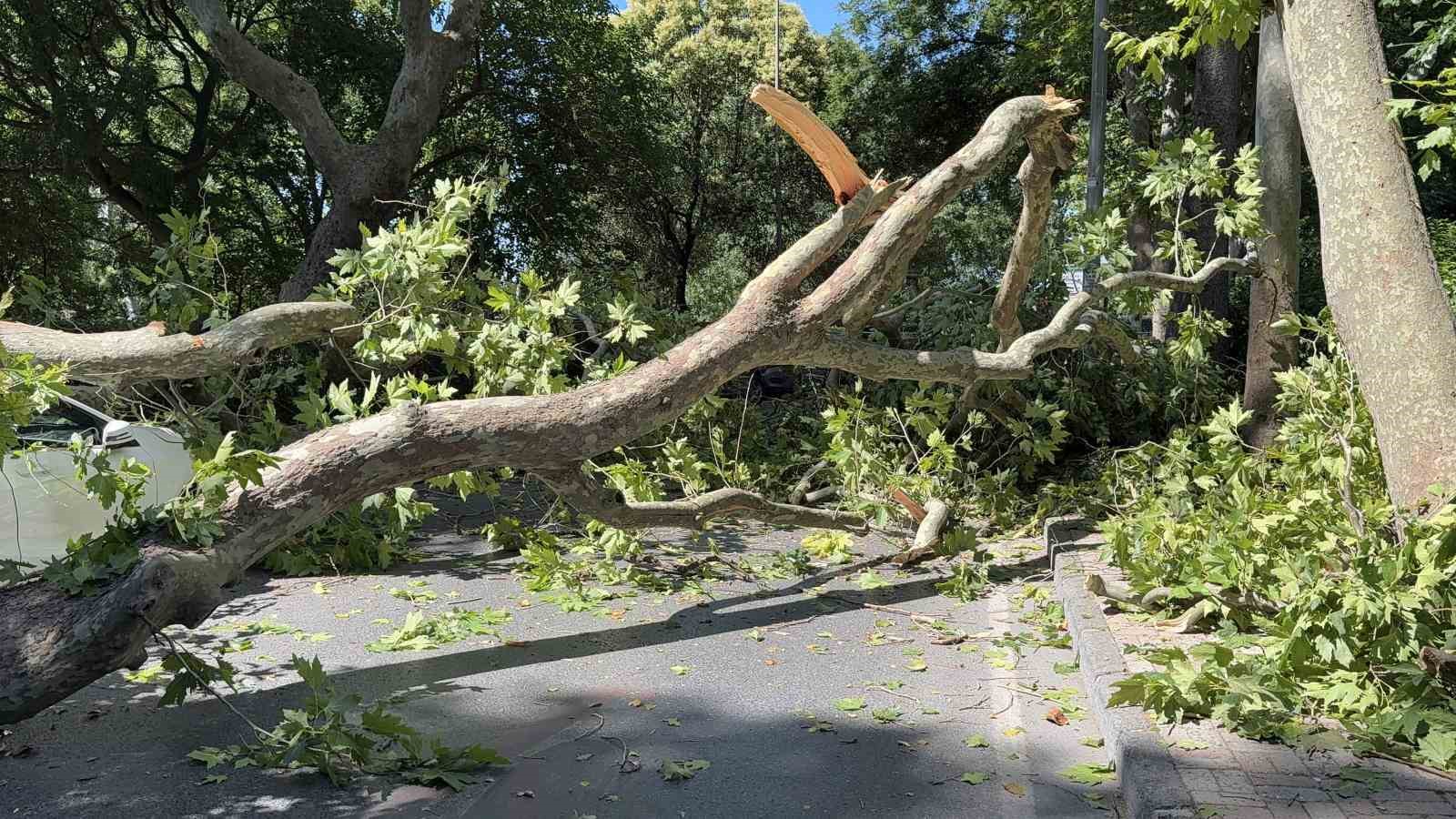 floryada asirlik cinar aracin uzerine devrildi yol trafige kapandi 1 ZZyM6AU8