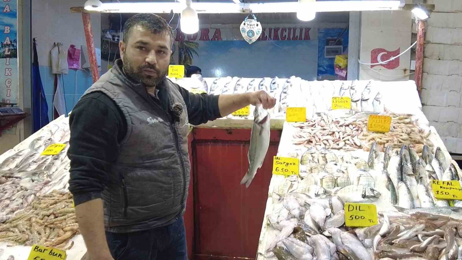 foca balik halinde kis sezonusardalya ve uskumru zamani 3 3LGKccQw