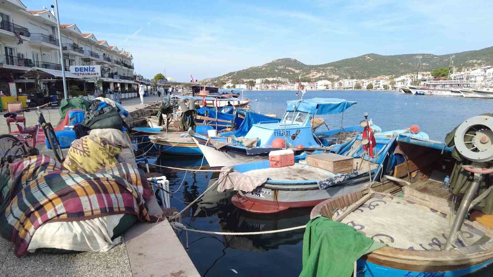 foca balik halinde kis sezonusardalya ve uskumru zamani 5 WJWRtFne