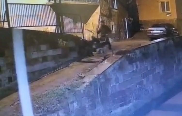 forklifle gelmis esekle kacmis 0