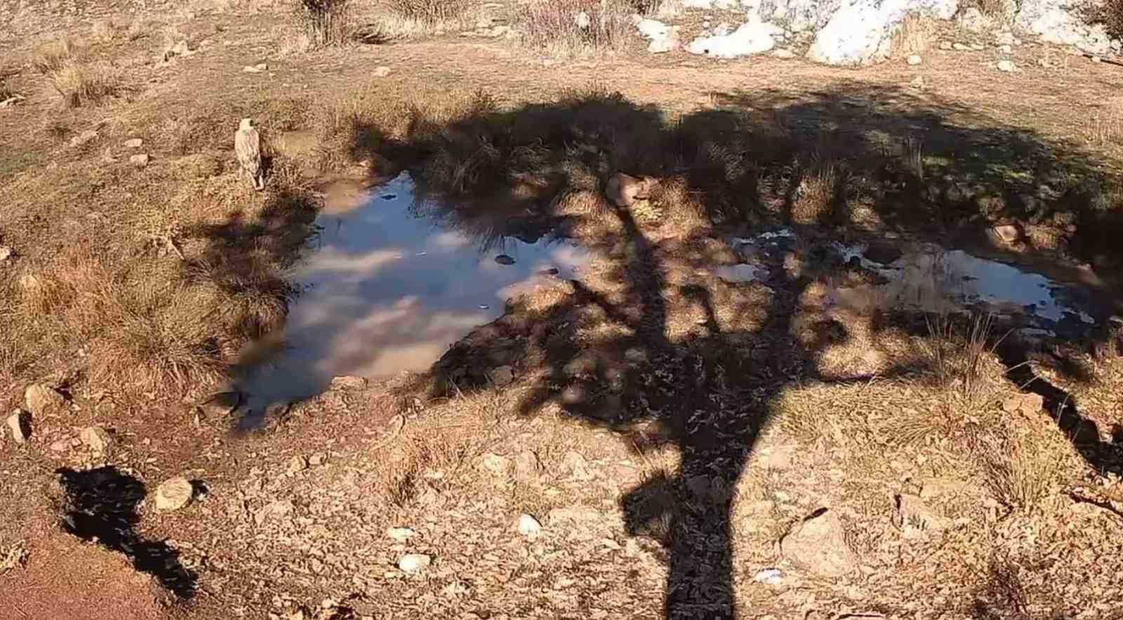fotokapanla yaban domuzunun camur banyosu ve kurdun av pesindeki ani kaydedildi 0 Et5VtD6a