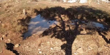 fotokapanla-yaban-domuzunun-camur-banyosu-ve-kurdun-av-pesindeki-ani-kaydedildi-MsUysFn3.jpg