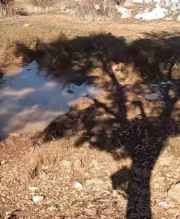 fotokapanla-yaban-domuzunun-camur-banyosu-ve-kurdun-av-pesindeki-ani-kaydedildi-MsUysFn3.jpg