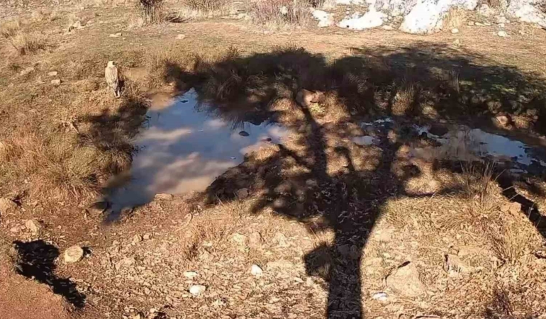 fotokapanla-yaban-domuzunun-camur-banyosu-ve-kurdun-av-pesindeki-ani-kaydedildi-MsUysFn3.jpg