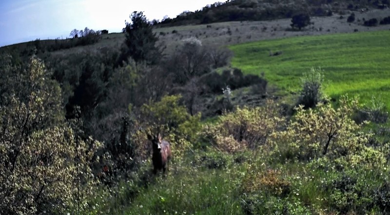 fotokapanlar kaydetti ganoslarda yaban hayatin essiz anlari gozler onune serildi 1 q7V3dg6k
