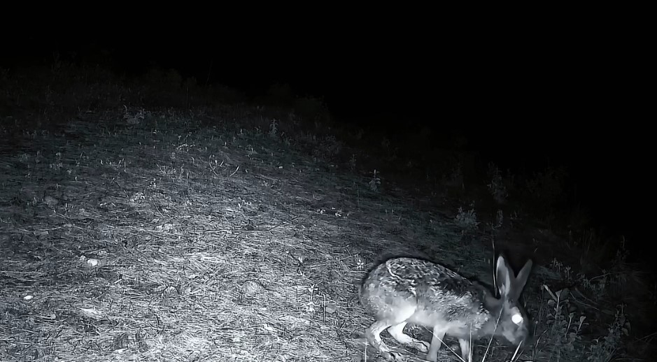 fotokapanlar kaydetti ganoslarda yaban hayatin essiz anlari gozler onune serildi 2