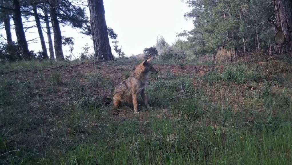 fotokapanlar kaydetti ganoslarda yaban hayatin essiz anlari gozler onune serildi 4 D3kisL2K