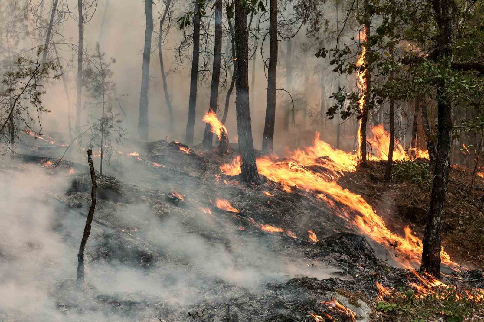 Fransa’daki orman yangını sürüyor: 3 bin dönümlük alan yandı, en az 2 kişi tutuklandı 7 fransadaki orman yangini suruyor 3 bin donumluk alan yandi en az 2 kisi tutuklandi dRuHe4YP