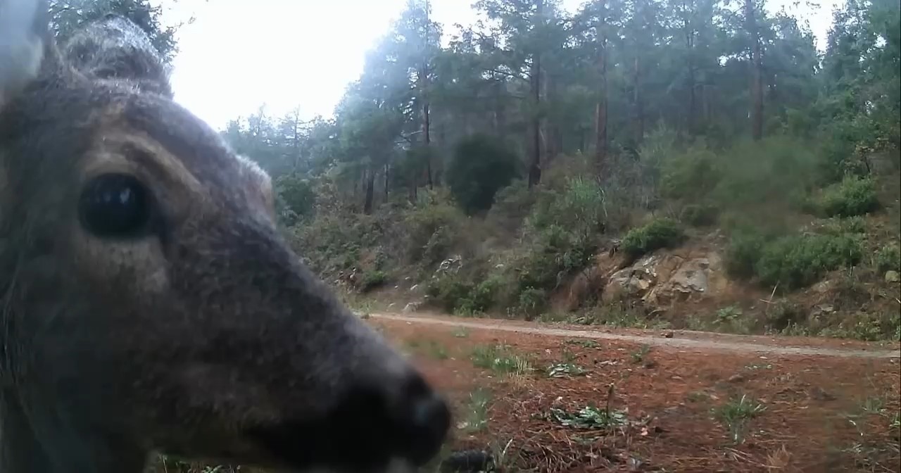 ganos daglarinda fotokapan iki karacayi goruntuledi 1 J7MBpzuF