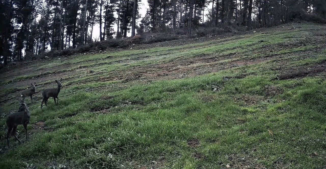 ganos daglarinda karaca surusu fotokapana yansidi 1 fKi7bsvR