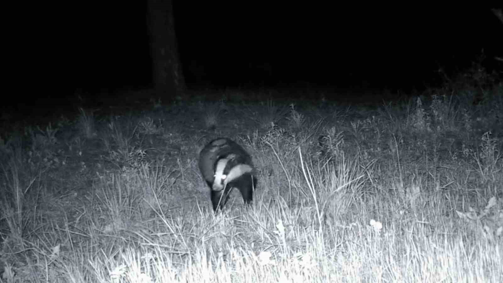 ganos daglarinda yaban hayati fotokapanlarla goruntulendi 2 PXIVlveL