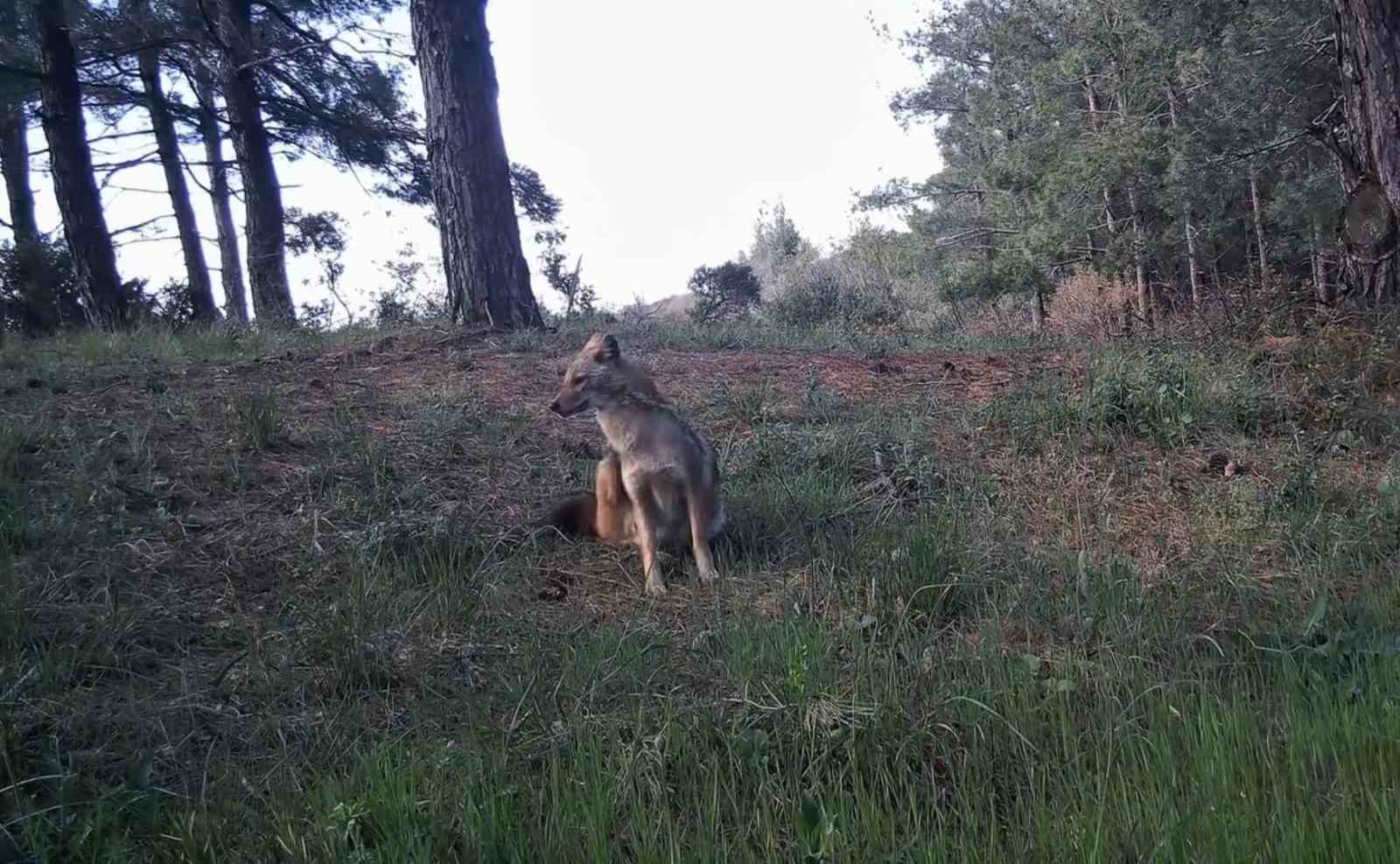 ganos daglarinda yaban hayati fotokapanlarla goruntulendi 3 7XIPChbb