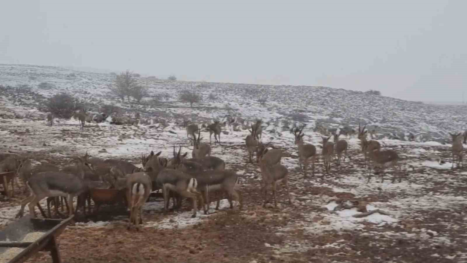 gazella gazella dag ceylanlarinin kar keyfi 1 ws4lhvna