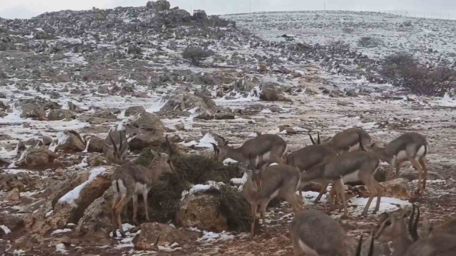 gazella gazella dag ceylanlarinin kar keyfi 4 1Maw4ZHB