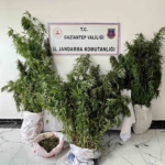 gaziantepte-215-kok-kenevir-ele-gecirildi-1-gozalti-Hgn8XaUk.jpg
