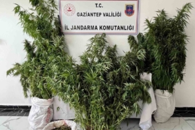 gaziantepte-215-kok-kenevir-ele-gecirildi-1-gozalti-Hgn8XaUk.jpg