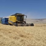 gaziantepte-arpa-ve-bugday-hasadi-devam-ediyor-43VS2sLM.jpg
