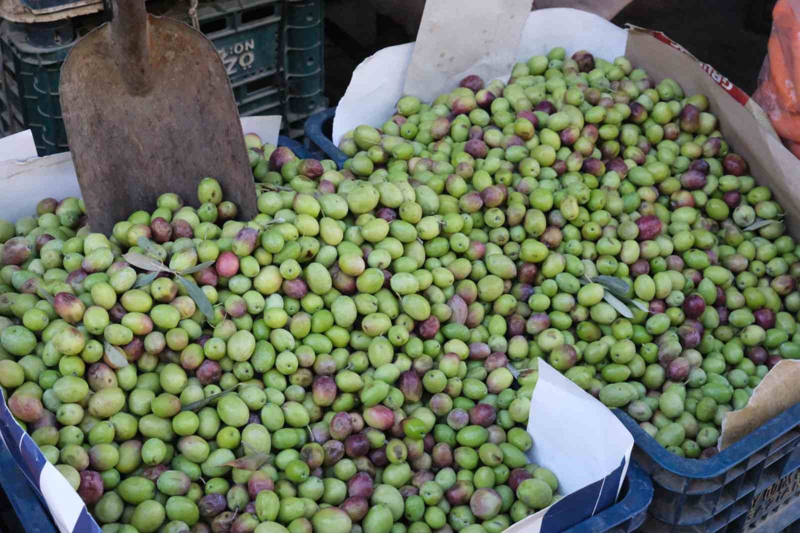 gaziantepte yesil zeytin fiyatlari sabit kaldi 1 yz543ku7