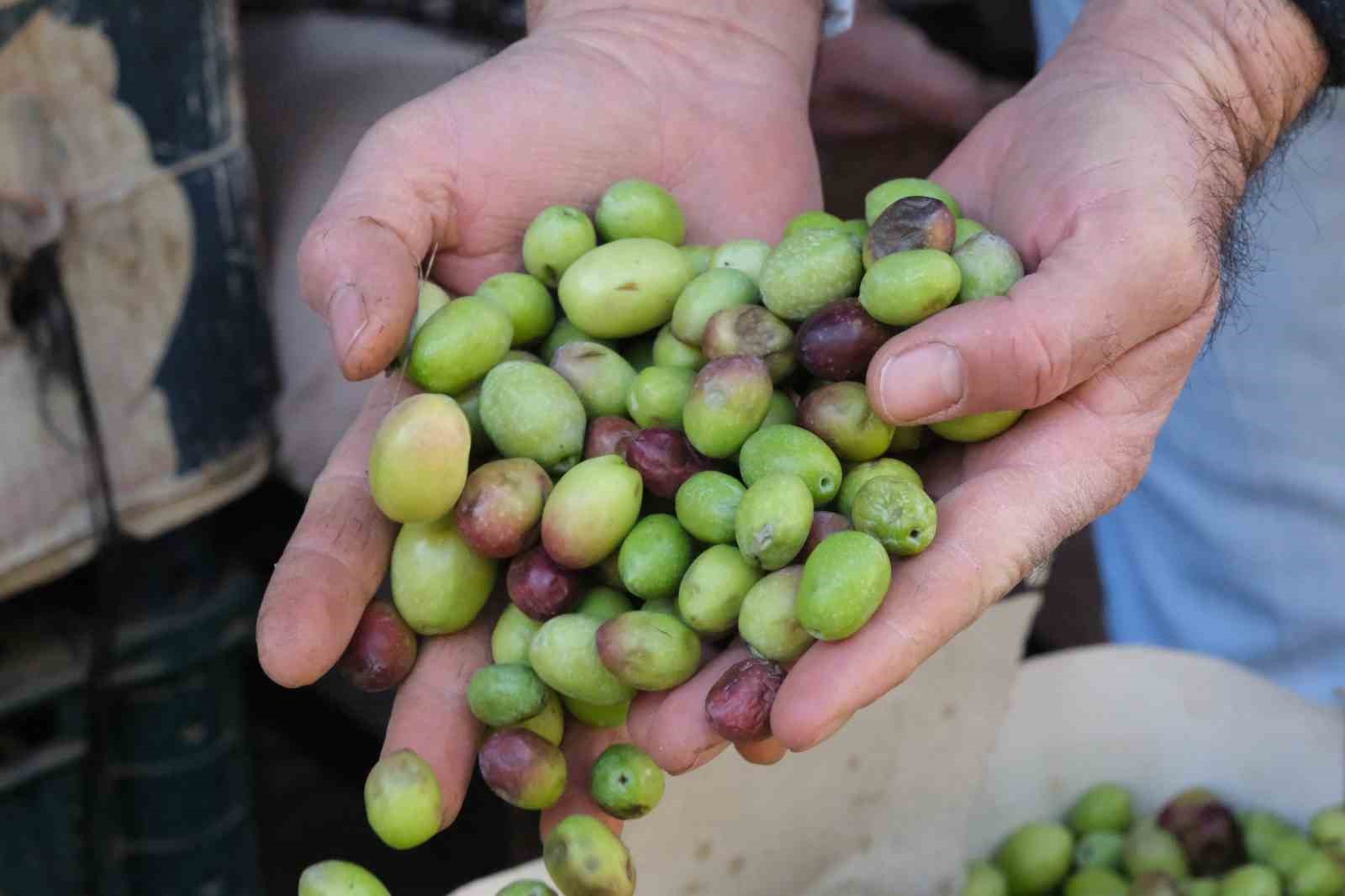 gaziantepte yesil zeytin fiyatlari sabit kaldi 2 vBkA1gbh