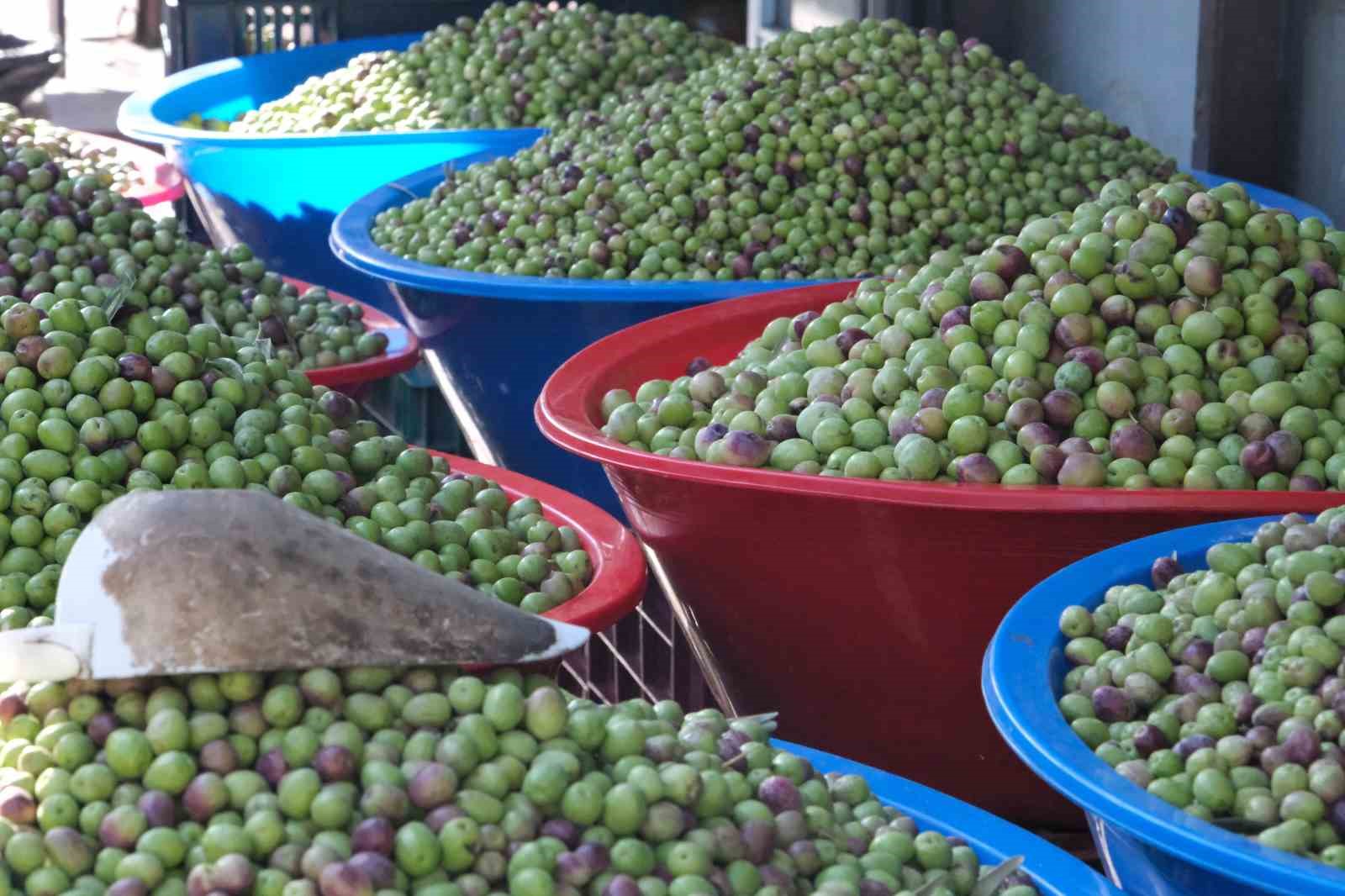 gaziantepte yesil zeytin fiyatlari sabit kaldi 5