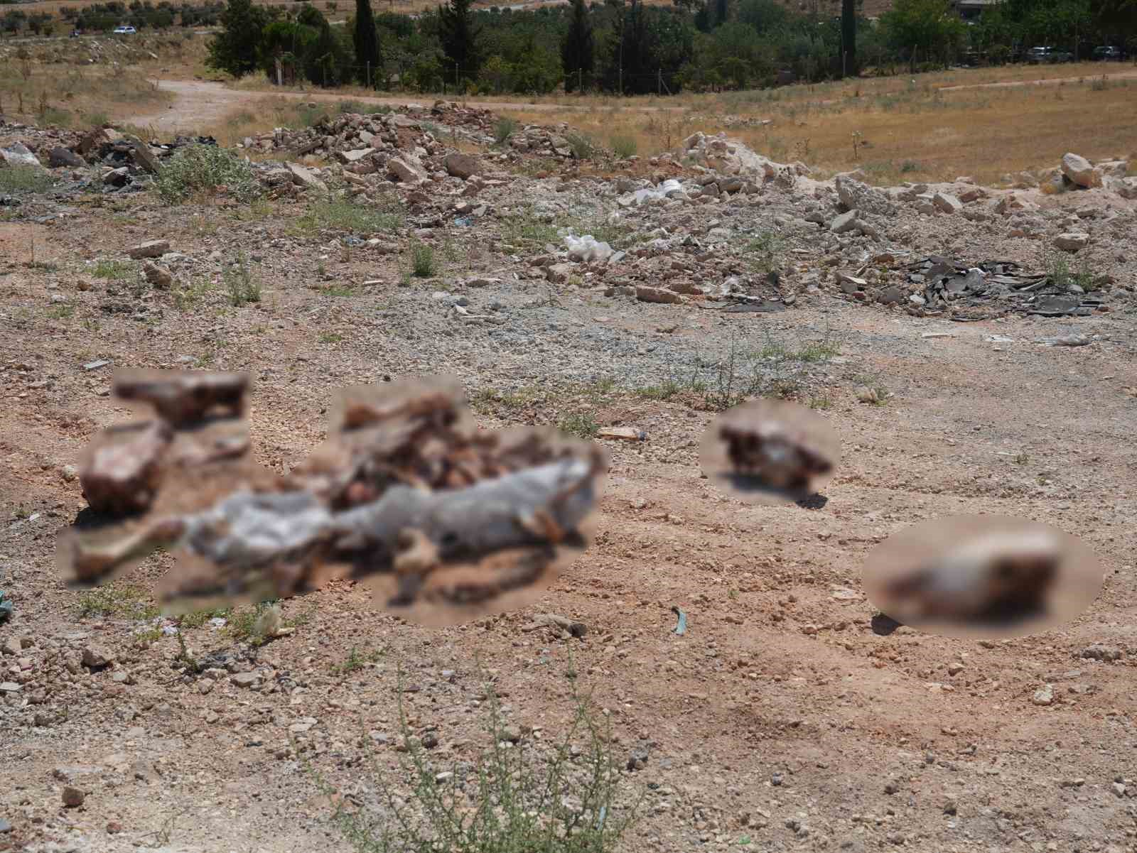 Gaziantep’te yol kenarına bırakılan at kafatası ve kemikleri hayrete düşürdü 4 gaziantepte yol kenarina birakilan at kafatasi ve kemikleri hayrete dusurdu 0 etMGbWNj