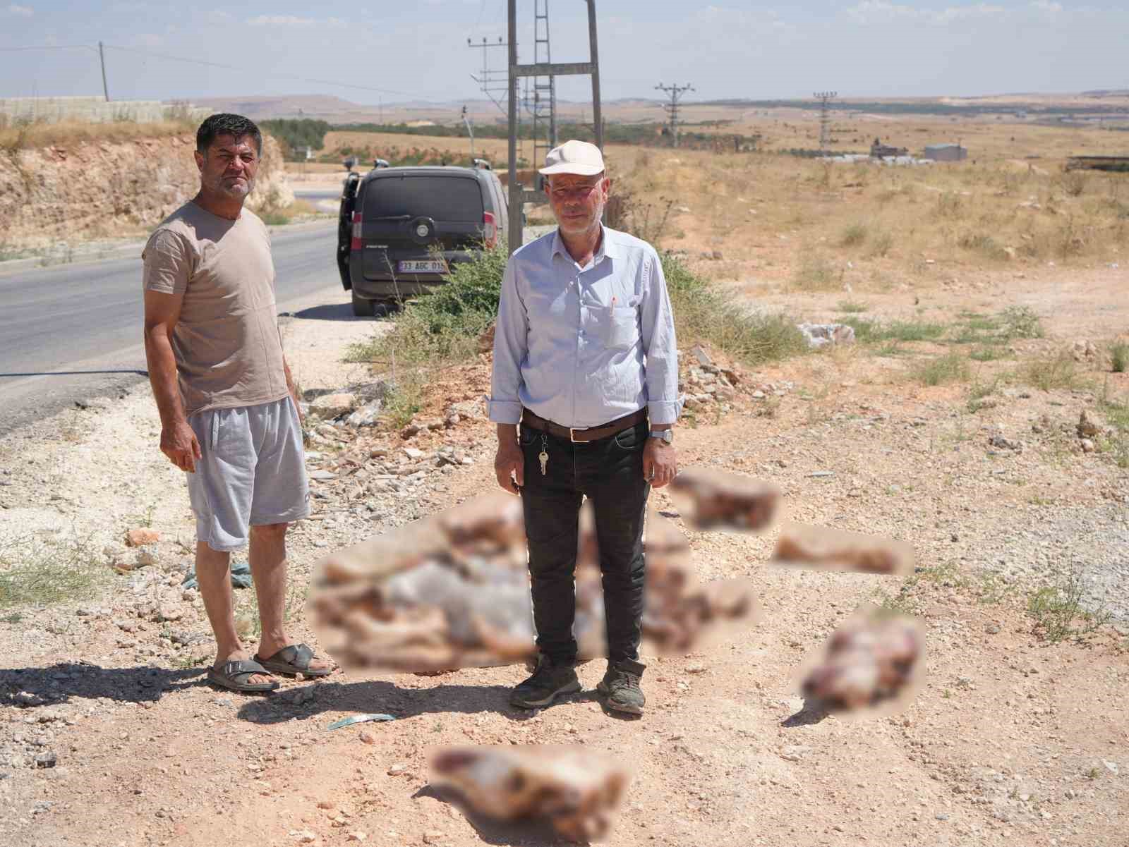 Gaziantep’te yol kenarına bırakılan at kafatası ve kemikleri hayrete düşürdü 5 gaziantepte yol kenarina birakilan at kafatasi ve kemikleri hayrete dusurdu 1 k6LMCa3Z