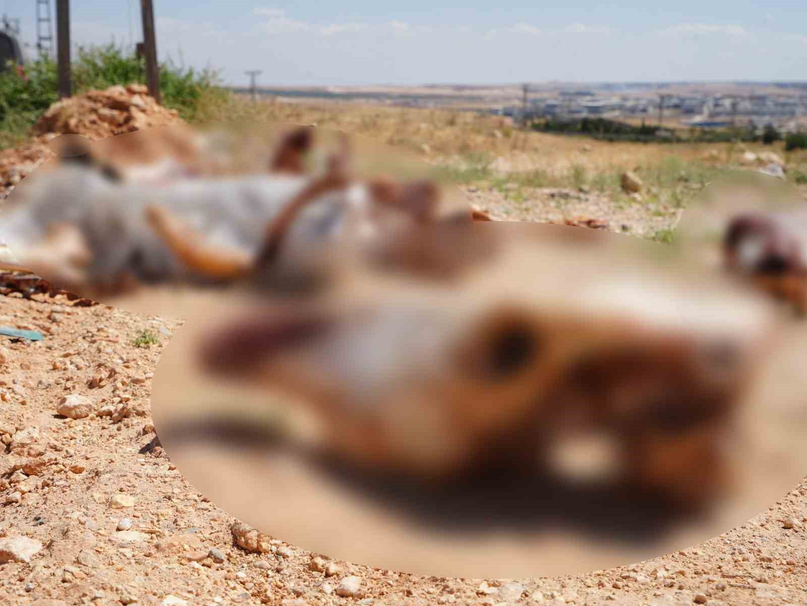 Gaziantep’te yol kenarına bırakılan at kafatası ve kemikleri hayrete düşürdü 6 gaziantepte yol kenarina birakilan at kafatasi ve kemikleri hayrete dusurdu 2 LWFQmgki